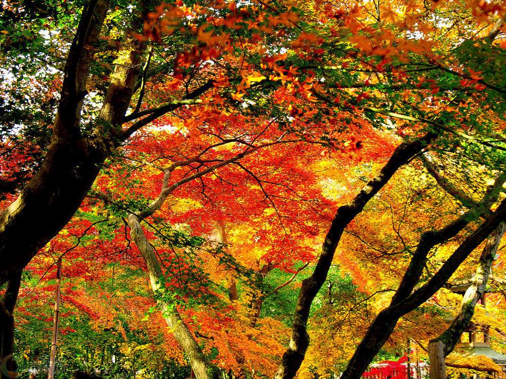 ������֪������ɽ����ʵ����575�� �����ӻ�ɽ